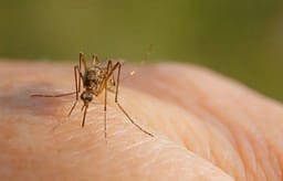 Gjatë kësaj jave në Maqedoni janë regjistruar shtatë raste të reja me infeksion nga virusi i Nilit Perëndimor Gjatë kësaj jave në Maqedoni janë regjistruar shtatë raste të reja me infeksion nga virusi i Nilit Perëndimor