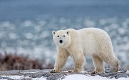 Gjobitet me 50.000 krona një person që ia prishi gjumin ariut polar në Norvegji Gjobitet me 50.000 krona një person që ia prishi gjumin ariut polar në Norvegji