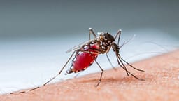 Një qytetar në gjendje të rëndë shëndetësore nga ethet e Nilit në Maqedoni të Veriut Një qytetar në gjendje të rëndë shëndetësore nga ethet e Nilit në Maqedoni të Veriut