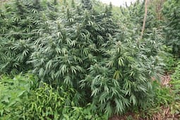 Zbulohen plantacione ilegale me kanabis në Strumicë, konfiskohen 680 kilogramë bimë – ndalohen dy persona Zbulohen plantacione ilegale me kanabis në Strumicë, konfiskohen 680 kilogramë bimë – ndalohen dy persona
