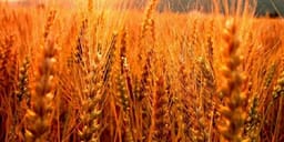 MBPEU pagoi 461,5 milionë denarë për 23.874 fermerë që kultivojnë drithëra MBPEU pagoi 461,5 milionë denarë për 23.874 fermerë që kultivojnë drithëra