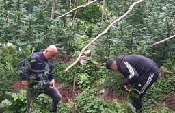 Të shtëna me armë në një operacion antidrogë në Qafshtamë Të shtëna me armë në një operacion antidrogë në Qafshtamë