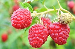 Ekspertët zbulojnë cilat fruta dhe perime ofrojnë mbrojtjen më të madhe për zemrën Ekspertët zbulojnë cilat fruta dhe perime ofrojnë mbrojtjen më të madhe për zemrën