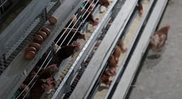 Pasojat e zjarrit në deponinë në Sferkë: Mijëra pula të ngordhura, prodhim i përgjysmuar dhe një biznes familjar në rrezik Pasojat e zjarrit në deponinë në Sferkë: Mijëra pula të ngordhura, prodhim i përgjysmuar dhe një biznes familjar në rrezik