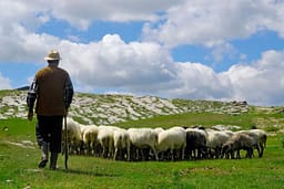 Rrufeja godet kopenë e bariut në Maqedoninë e Veriut, ia mbytë dhjetëra dele Rrufeja godet kopenë e bariut në Maqedoninë e Veriut, ia mbytë dhjetëra dele