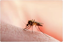 IKSHPK: Mbrohuni nga malaria dhe pickimet e mushkonjave IKSHPK: Mbrohuni nga malaria dhe pickimet e mushkonjave