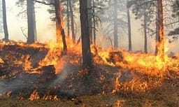 QMK: Pesë zjarre janë ende aktive, ekipet në terren vazhdojnë intervenimet QMK: Pesë zjarre janë ende aktive, ekipet në terren vazhdojnë intervenimet