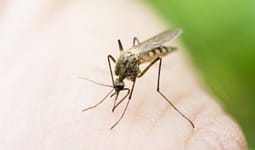 Gjashtë raste të reja me Nilin Perëndimor, gjithsej 50 të prekur në Maqedoni Gjashtë raste të reja me Nilin Perëndimor, gjithsej 50 të prekur në Maqedoni