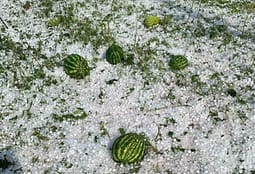 Lidhja e Bizneseve apelon për ndihmë urgjente pas dëmeve nga reshjet dhe breshëri Lidhja e Bizneseve apelon për ndihmë urgjente pas dëmeve nga reshjet dhe breshëri