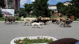 Gjatë gushtit në Shkup janë kapur dhe trajtuar 101 qen endacak Gjatë gushtit në Shkup janë kapur dhe trajtuar 101 qen endacak