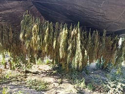 Plantacionet me kanabis në Kliqinë dhe Sferkë, aktakuzë ndaj nëntë personave – njërit të pandehur i ishin gjetur edhe mbi 1 mijë euro të falsifikuara Plantacionet me kanabis në Kliqinë dhe Sferkë, aktakuzë ndaj nëntë personave – njërit të pandehur i ishin gjetur edhe mbi 1 mijë euro të falsifikuara