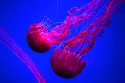 Detet po ngrohen dhe meduzat po shtohen, Mesdheu kërcënohet edhe nga specie “aliene” Detet po ngrohen dhe meduzat po shtohen, Mesdheu kërcënohet edhe nga specie “aliene”