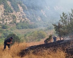 34 vatra zjarri në 24 orë në Shqipëri 34 vatra zjarri në 24 orë në Shqipëri
