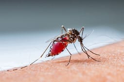 Regjistrohet viktima e pestë nga Ethet e Nilit Perëndimor, 21 pacientë të shtruar në Klinikën Infektive në Shkup Regjistrohet viktima e pestë nga Ethet e Nilit Perëndimor, 21 pacientë të shtruar në Klinikën Infektive në Shkup