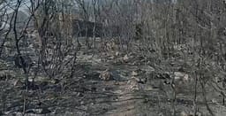 Banesa, tokë dhe ullinj të shkrumbuar, Himara një ditë pas zjarrit Banesa, tokë dhe ullinj të shkrumbuar, Himara një ditë pas zjarrit