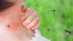 Testi zviceran: Shumica e produkteve kundër mushkonjave nuk funksionojnë Testi zviceran: Shumica e produkteve kundër mushkonjave nuk funksionojnë
