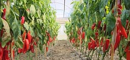 Fermeri nga Fieri prodhon speca të kuq me helme, Kroacia gropos 14.7 tonë Fermeri nga Fieri prodhon speca të kuq me helme, Kroacia gropos 14.7 tonë