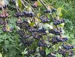 Rendimente të larta nga aronia, fermeri nga Gjakova synon edhe përpunimin Rendimente të larta nga aronia, fermeri nga Gjakova synon edhe përpunimin