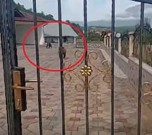 Tre arinj futen në oborrin e një shtëpie në Hoçë të Prizrenit Tre arinj futen në oborrin e një shtëpie në Hoçë të Prizrenit