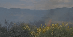 Zjarri në Panaja të Vlorës, flakët përhapen me shpejtësi drejt ullishteve nga era e fortë Zjarri në Panaja të Vlorës, flakët përhapen me shpejtësi drejt ullishteve nga era e fortë
