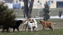 Qentë ia sulmuan dy herë djalin, nëna nga Prishtina rrëfen tmerrin Qentë ia sulmuan dy herë djalin, nëna nga Prishtina rrëfen tmerrin