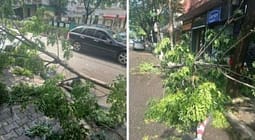 Në Elbasan stuhi me erë e shi, thyhen pemë e dëmtohen shtylla tensioni Në Elbasan stuhi me erë e shi, thyhen pemë e dëmtohen shtylla tensioni