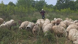 Asgjësohen 190 krerë, shtohet numri i bagëtive me murtajë në Dajç të Shkodrës Asgjësohen 190 krerë, shtohet numri i bagëtive me murtajë në Dajç të Shkodrës