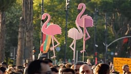 Luftë e ashpër fjalësh për flamingot: Çfarë rrezikon Shqipëria? Luftë e ashpër fjalësh për flamingot: Çfarë rrezikon Shqipëria?