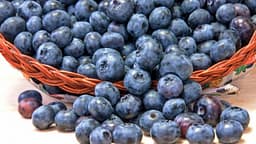 Boronica është fruti më i shëndetshëm në botë, ja arsyet Boronica është fruti më i shëndetshëm në botë, ja arsyet