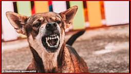 Loja në park shndërrohet në makth! Qeni endacak i pret veshin 6-vjeçarit Loja në park shndërrohet në makth! Qeni endacak i pret veshin 6-vjeçarit