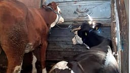 Dyshohet se kontrabanduan tri gjedhe nga Serbia në Kosovë, arrestohen dy persona Dyshohet se kontrabanduan tri gjedhe nga Serbia në Kosovë, arrestohen dy persona