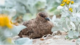 Australia konfirmon rastin e parë të gripit të shpendëve H5N1 Australia konfirmon rastin e parë të gripit të shpendëve H5N1