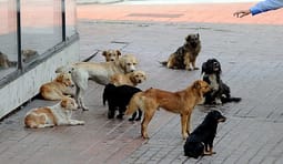 Shtabi Emergjent për qentë endacakë, QKUK ende në pritje të konfirmimit të palëve Shtabi Emergjent për qentë endacakë, QKUK ende në pritje të konfirmimit të palëve