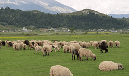 Analizat PCR dalin negative, nuk konfirmohet murtaja e ruminantëve në Kolonjë Analizat PCR dalin negative, nuk konfirmohet murtaja e ruminantëve në Kolonjë