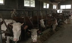 “Plehun do ta zbrazi para qeverisë” – Dëshpërimi i fermerëve pasi çmimi i qumështit u ra përgjysmë “Plehun do ta zbrazi para qeverisë” – Dëshpërimi i fermerëve pasi çmimi i qumështit u ra përgjysmë