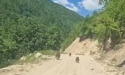 Ariu me të vegjlit shihen rrugës për në bjeshkët e Deçanit Ariu me të vegjlit shihen rrugës për në bjeshkët e Deçanit