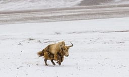 Shpresë për shpëtimin e species në zhdukje, Kina realizon klonimin e parë të jakut të egër Shpresë për shpëtimin e species në zhdukje, Kina realizon klonimin e parë të jakut të egër