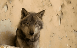 E konfirmon Kopshti Zoologjik në Shkup: Kafsha e kapur në Kozle është ujk dhe jo qen, është në gjendje jo të mirë E konfirmon Kopshti Zoologjik në Shkup: Kafsha e kapur në Kozle është ujk dhe jo qen, është në gjendje jo të mirë