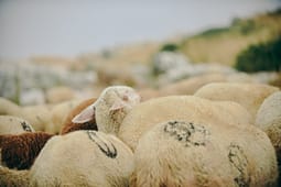 Konfirmohet “lija e deleve” në Deollc të Suharekës, AUV merr masa për të gjithë Kosovën Konfirmohet “lija e deleve” në Deollc të Suharekës, AUV merr masa për të gjithë Kosovën