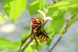Nis në Zvicër iniciativa për mbrojtjen e bletëve dhe insekteve polenizuese Nis në Zvicër iniciativa për mbrojtjen e bletëve dhe insekteve polenizuese