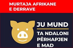 AUV alarmon fermerët për rrezikun e Mortajës Afrikane të Derrave, kërkon zbatim të masave mbrojtëse AUV alarmon fermerët për rrezikun e Mortajës Afrikane të Derrave, kërkon zbatim të masave mbrojtëse
