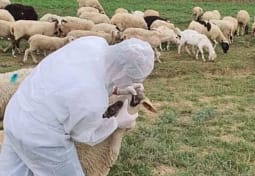 Rikthehet murtaja e bagëtive në Shkodër, groposen rreth 20 krerë dele Rikthehet murtaja e bagëtive në Shkodër, groposen rreth 20 krerë dele
