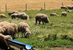 Konfirmohet sëmundja e lisë së deleve/dhive, AUV vendos masa urgjente në gjithë vendin Konfirmohet sëmundja e lisë së deleve/dhive, AUV vendos masa urgjente në gjithë vendin