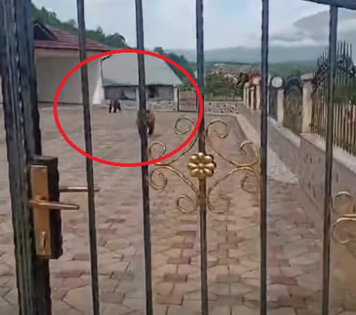 Tre arinj futen në oborrin e një shtëpie në Hoçë të Prizrenit Tre arinj futen në oborrin e një shtëpie në Hoçë të Prizrenit