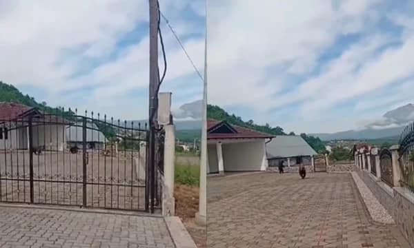 Tre arinj futen në oborrin e një shtëpie në Hoçë të Prizrenit, u vërsulen disa banorëve që i incizonin Tre arinj futen në oborrin e një shtëpie në Hoçë të Prizrenit, u vërsulen disa banorëve që i incizonin
